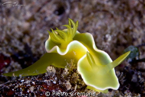 Noumea crocea by Pietro Cremone 